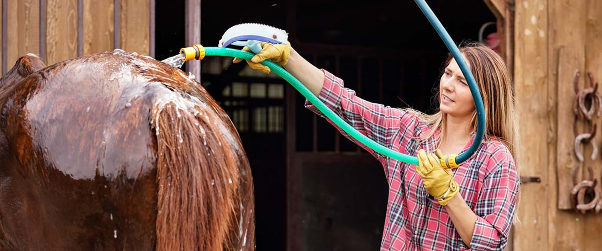 Bathing and Brushing Tips for Florida Horses