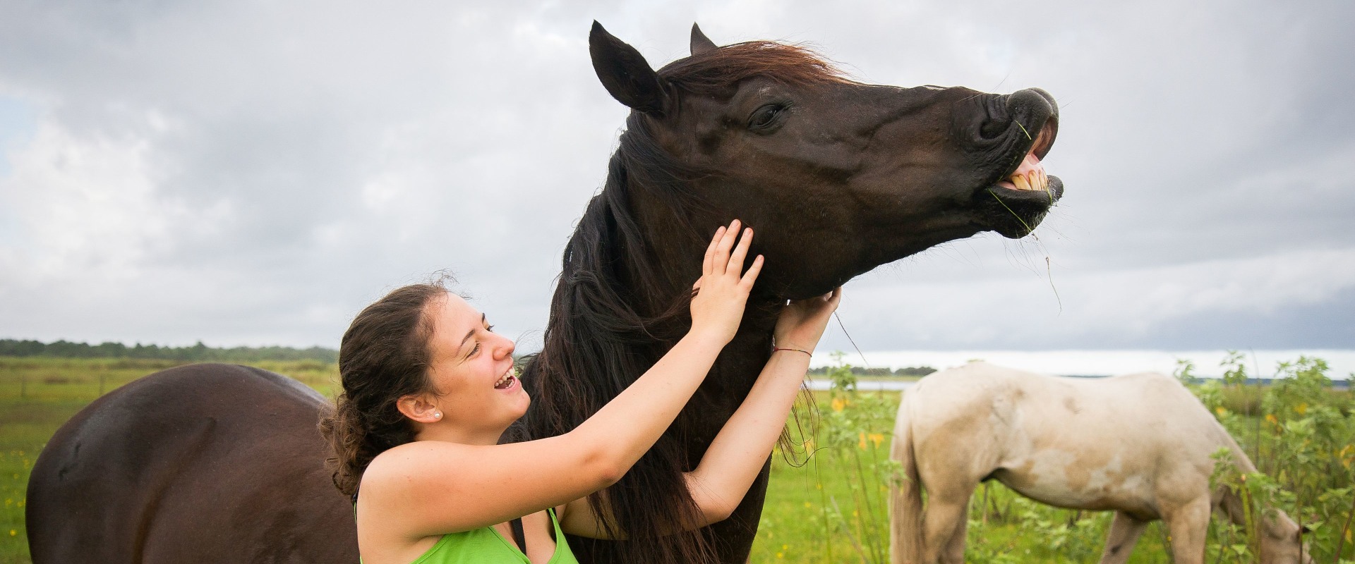 Exploring the Roles and Responsibilities of Horse Rescue Volunteers in Florida