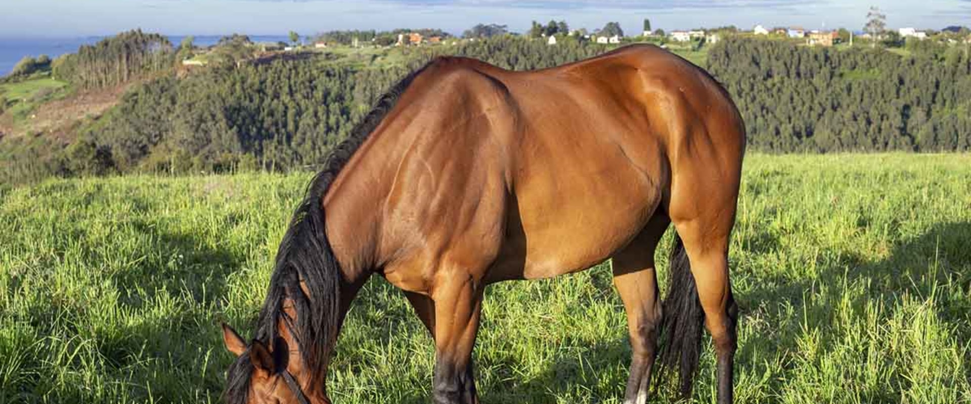 Proper Diet for Horses in Florida: A Guide to Equestrian Activities, Care, and Nutrition