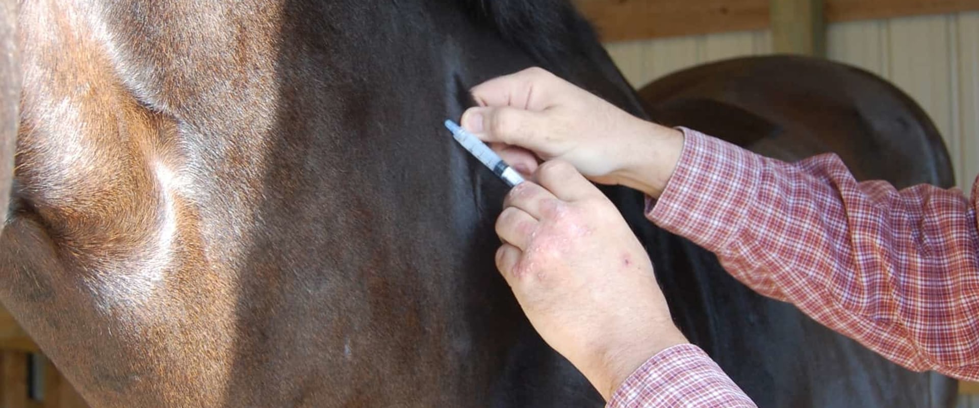 Vaccinations and deworming for Healthy Horses in Florida