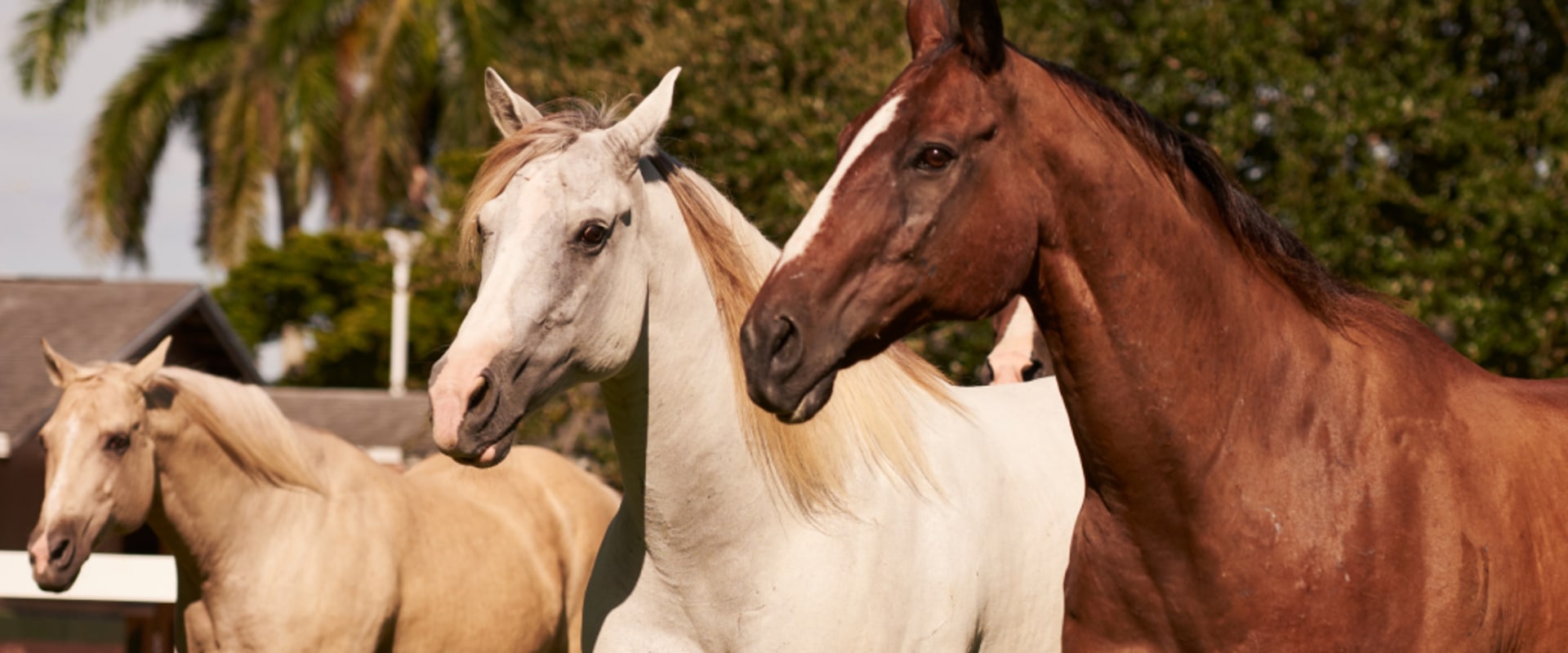 The Adoption Process and Requirements for Horses in Florida