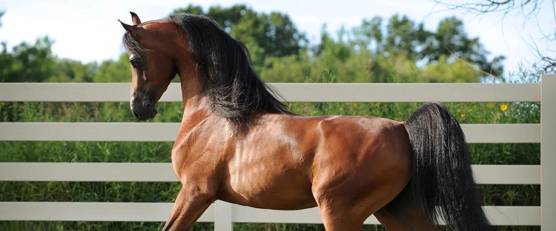 All About the Majestic Arabian Horse
