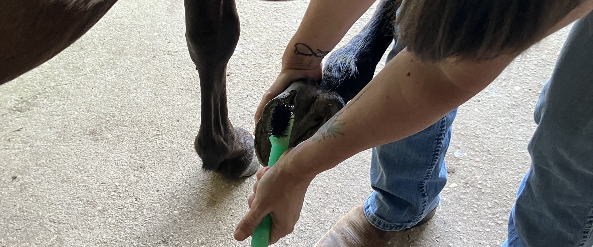 Hoof Care for Horses in Florida: Everything You Need to Know