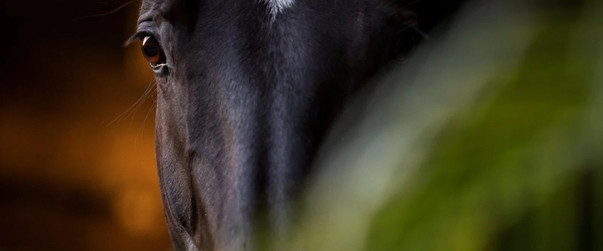 Equine Nutrition Workshops in Florida: Everything You Need to Know