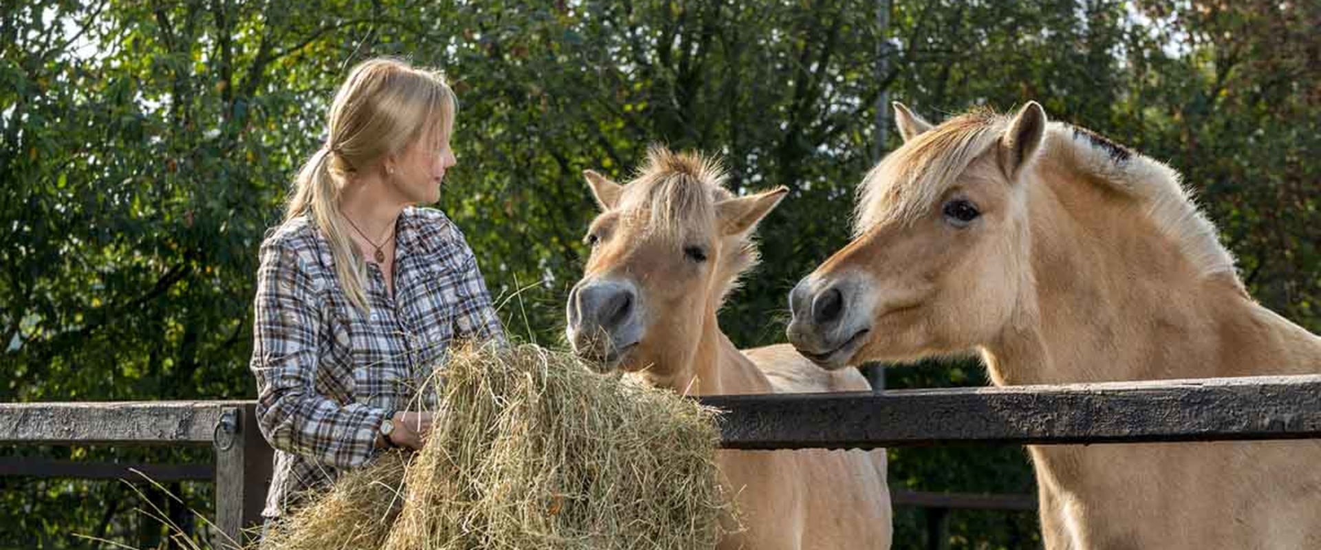Feeding Schedule for Horses in Florida: A Complete Guide