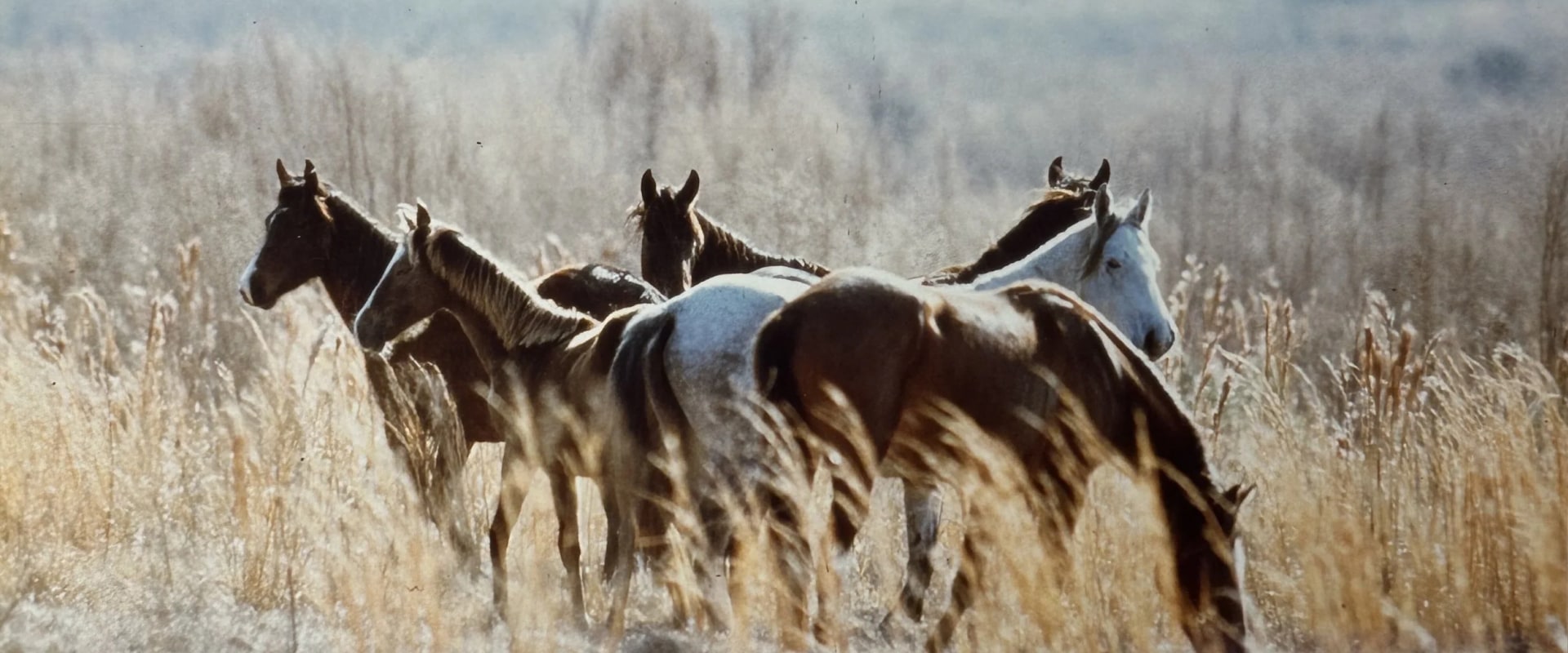 Exploring Florida Horse Breeds: A Comprehensive Guide
