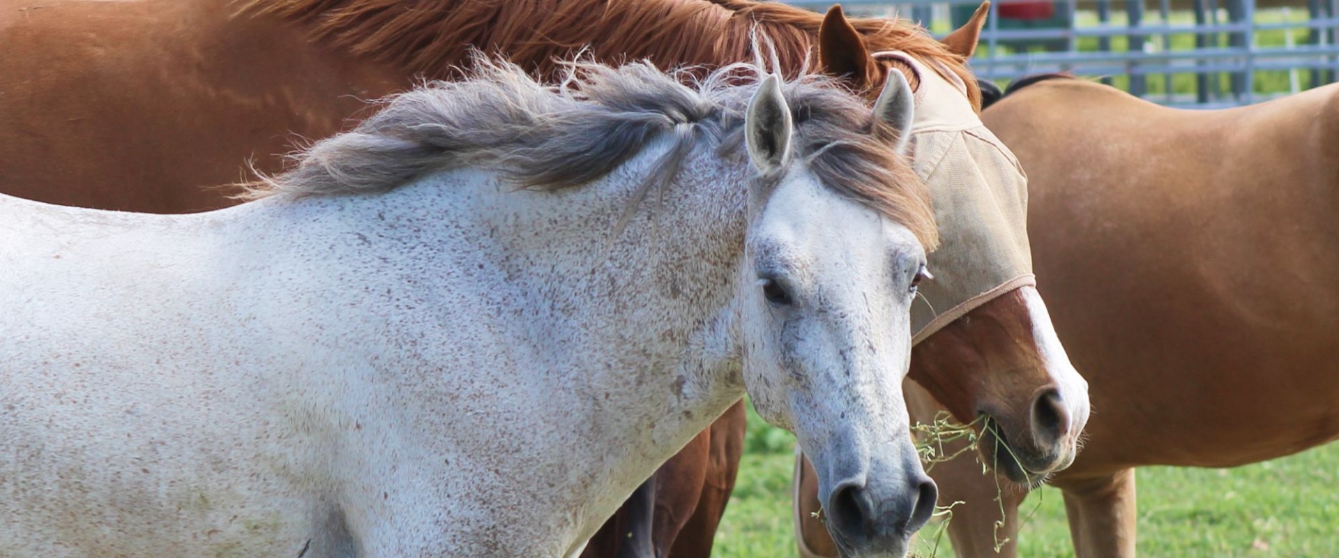 Ways to Donate to a Horse Rescue Organization in Florida