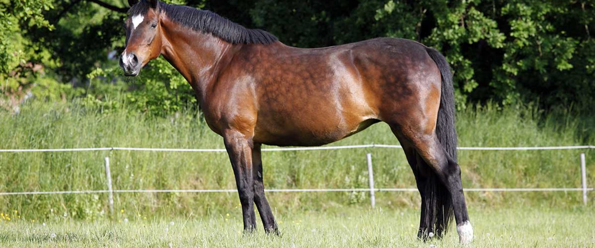 Common Health Issues in Florida Horses: A Comprehensive Guide