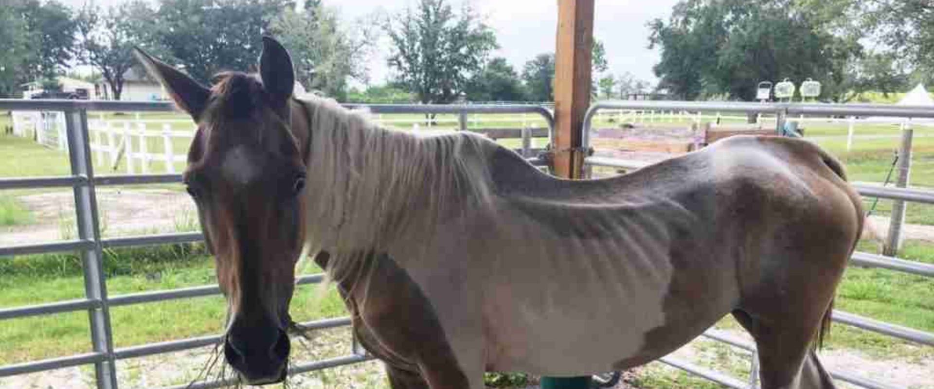 Fundraising Events and Campaigns for Horse Rescue Organizations in Florida