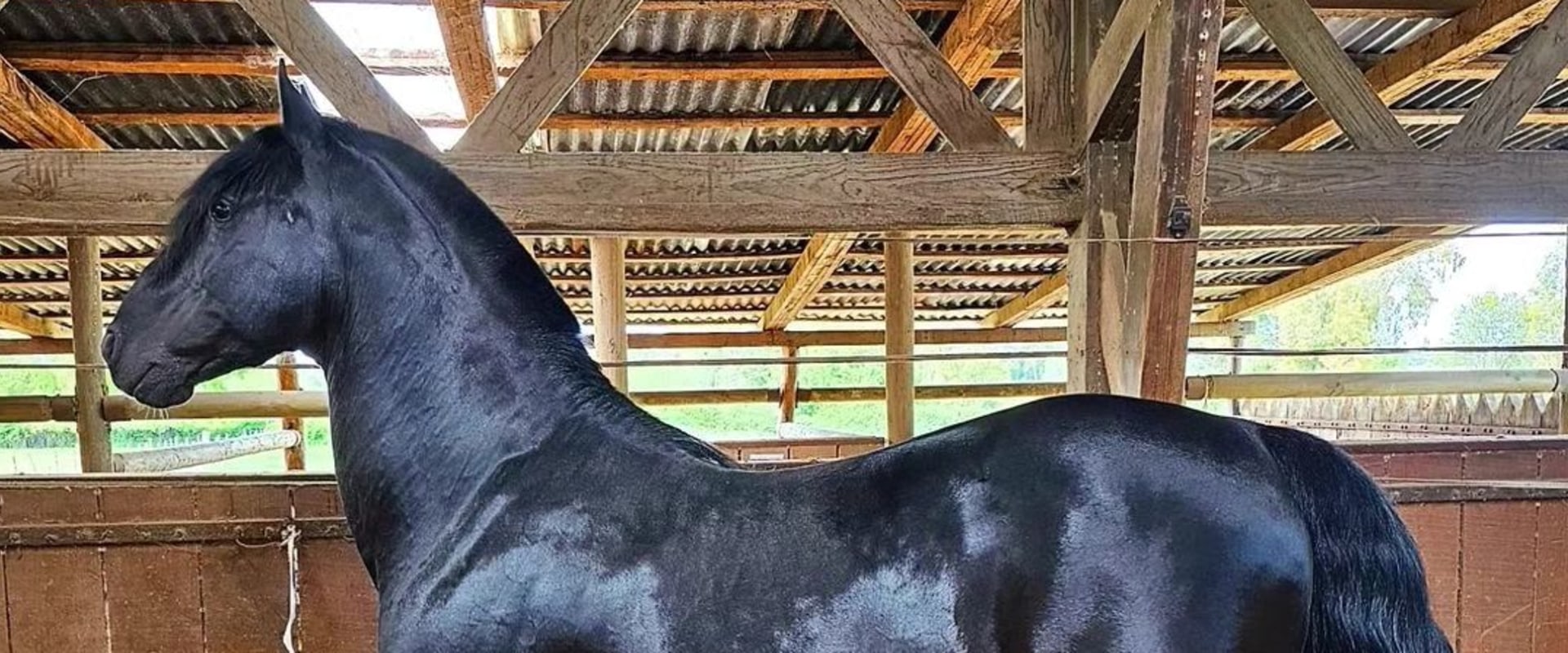 All About the American Quarter Horse: A Guide to Florida's Most Popular Breed