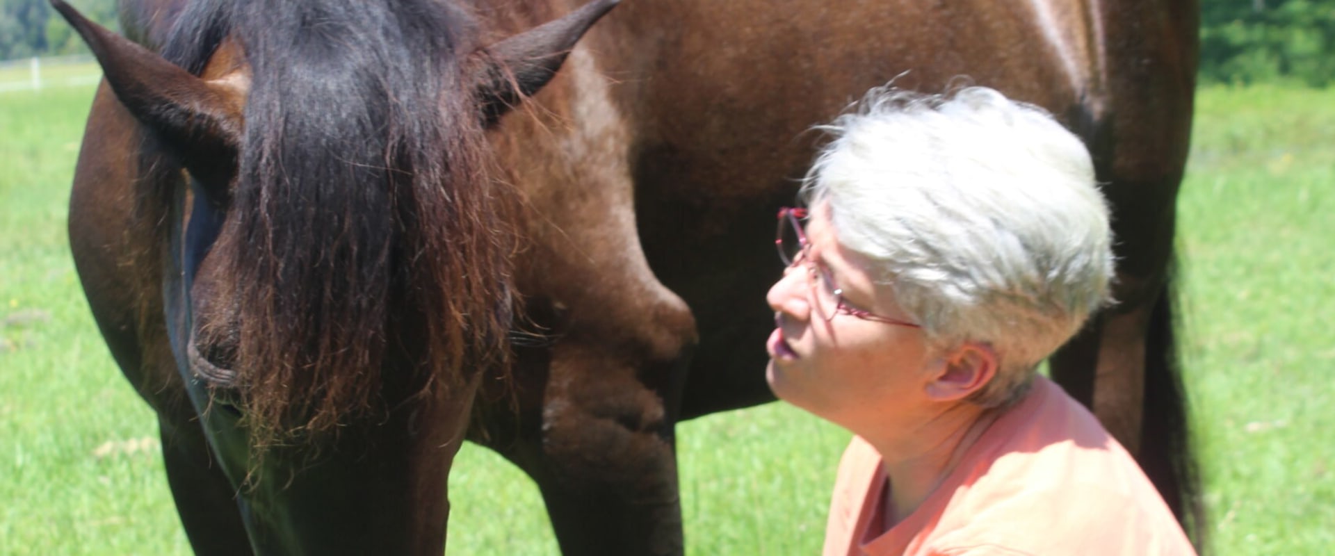 How to Get Involved with Horse Rescue Organizations in Florida