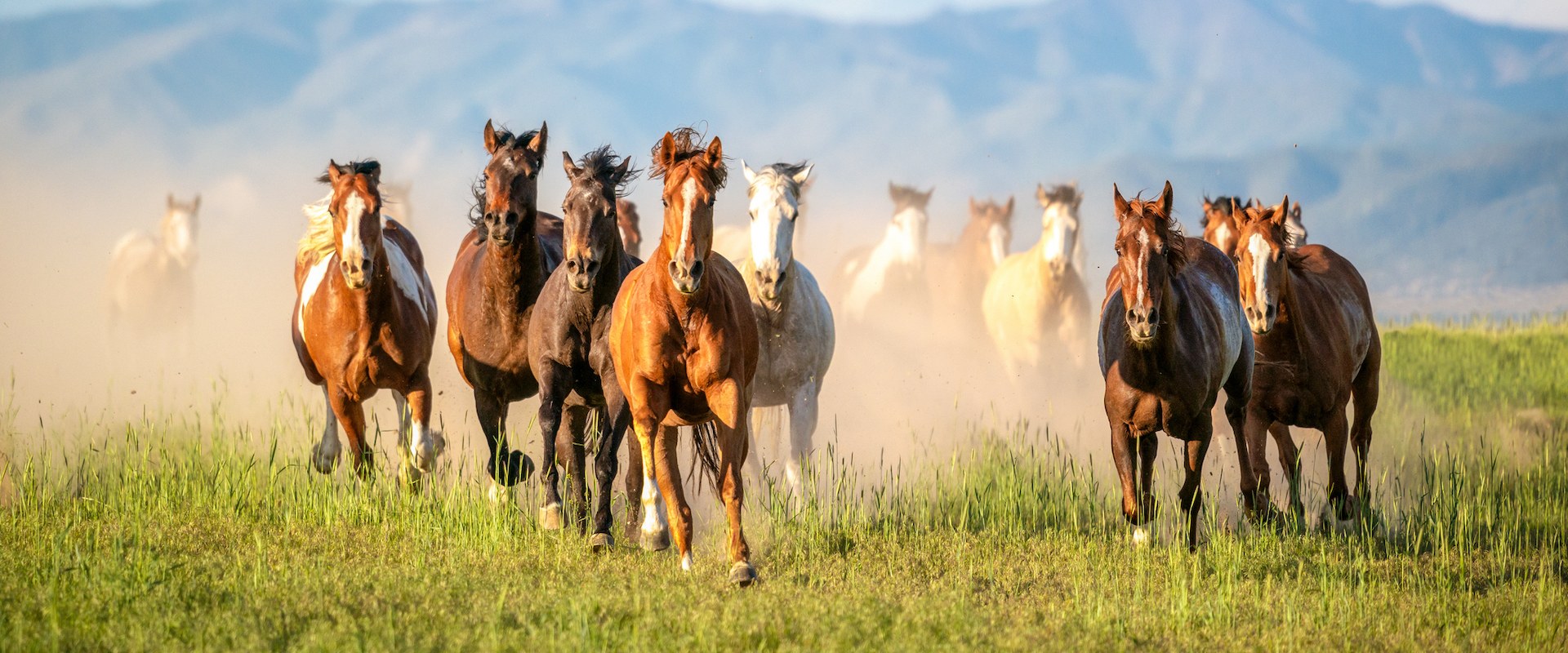 Exploring Florida's Fascinating Cracker Horse Breed