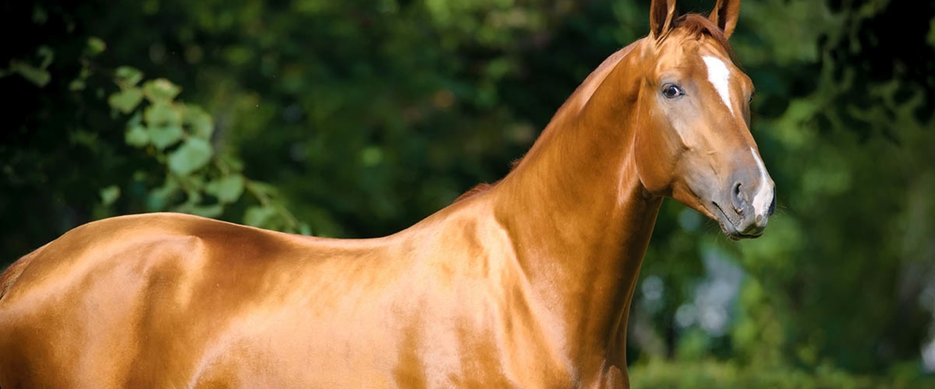 Maintaining a Healthy Coat for Florida Horses