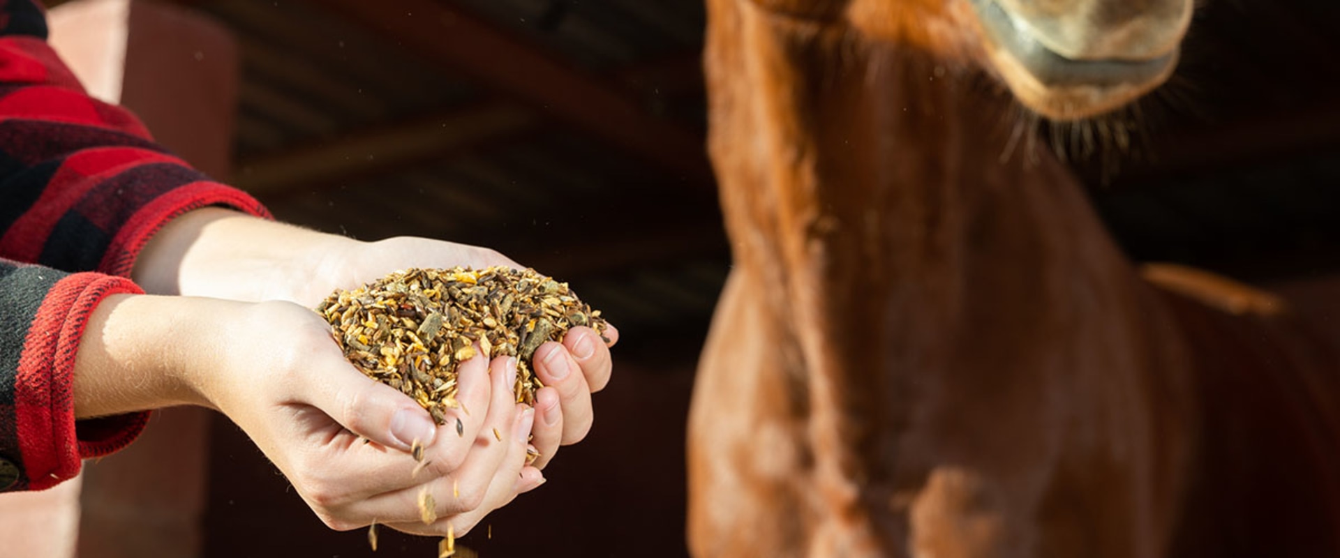 Understanding Supplements for Horses in Florida