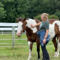 Success Stories of Adopted Horses in Florida: Inspiring Tales of Rescue and Redemption