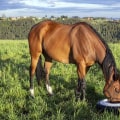 Proper Diet for Horses in Florida: A Guide to Equestrian Activities, Care, and Nutrition