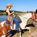 A Beginner's Guide to Western Riding Lessons in Florida