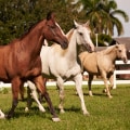 The Adoption Process and Requirements for Horses in Florida