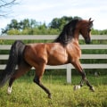 All About the Majestic Arabian Horse