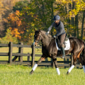 An Insider's Guide to Dressage Lessons in Florida