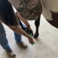 Hoof Care for Horses in Florida: Everything You Need to Know