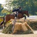 Exploring the Exciting World of Hunter/Jumper Shows in Florida
