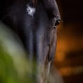 Equine Nutrition Workshops in Florida: Everything You Need to Know