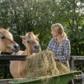 Feeding Schedule for Horses in Florida: A Complete Guide