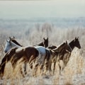Exploring Florida Horse Breeds: A Comprehensive Guide