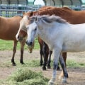 Ways to Donate to a Horse Rescue Organization in Florida