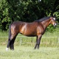 Common Health Issues in Florida Horses: A Comprehensive Guide
