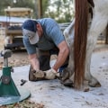 Discovering the world of Farrier and hoof care workshops in Florida