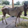 Fundraising Events and Campaigns for Horse Rescue Organizations in Florida