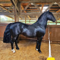 All About the American Quarter Horse: A Guide to Florida's Most Popular Breed