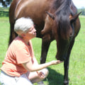 How to Get Involved with Horse Rescue Organizations in Florida
