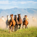 Exploring Florida's Fascinating Cracker Horse Breed