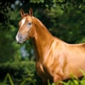 Maintaining a Healthy Coat for Florida Horses