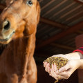 Understanding Supplements for Horses in Florida
