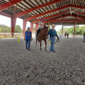 Impact of Donations on Rescued Horses: A Look at Florida's Equestrian Community