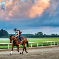 Horse Training Clinics in Florida: A Comprehensive Guide