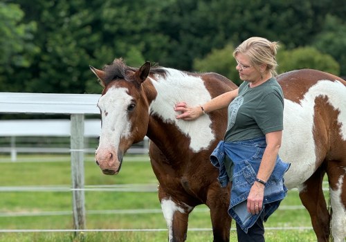 Success Stories of Adopted Horses in Florida: Inspiring Tales of Rescue and Redemption