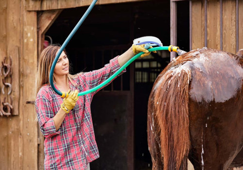 Bathing and Brushing Tips for Florida Horses