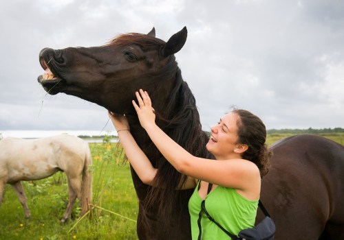 Exploring the Roles and Responsibilities of Horse Rescue Volunteers in Florida