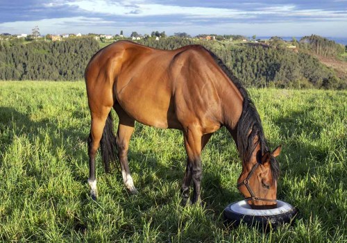 Proper Diet for Horses in Florida: A Guide to Equestrian Activities, Care, and Nutrition