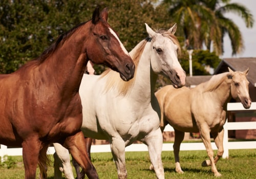The Adoption Process and Requirements for Horses in Florida