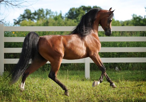 All About the Majestic Arabian Horse