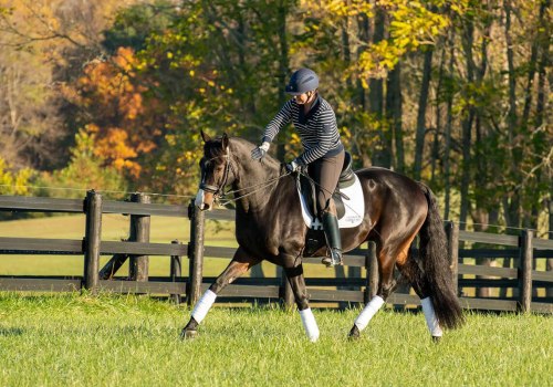 An Insider's Guide to Dressage Lessons in Florida
