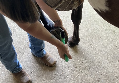 Hoof Care for Horses in Florida: Everything You Need to Know