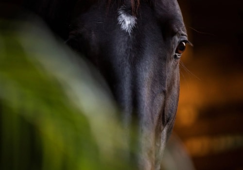 Equine Nutrition Workshops in Florida: Everything You Need to Know