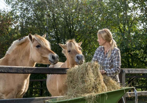 Feeding Schedule for Horses in Florida: A Complete Guide